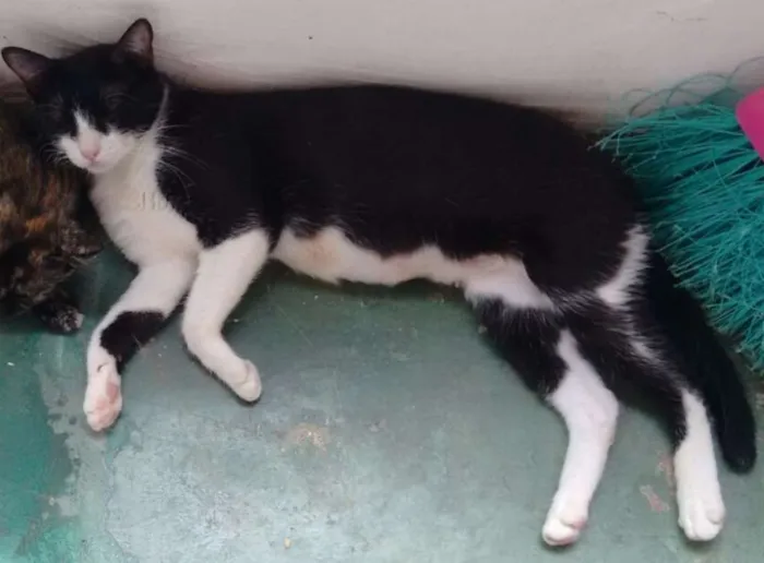 Gato ra a SRD idade 2 a 6 meses nome Boris, Lupita, Cleo