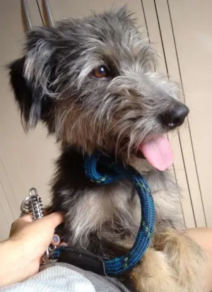 Cachorro raça SRD idade 2 anos nome Joana