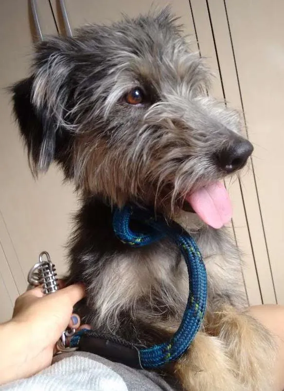 Cachorro ra a SRD idade 2 anos nome Joana
