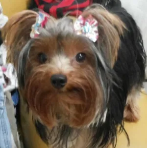 Cachorro raça York  idade 3 anos nome Joly 