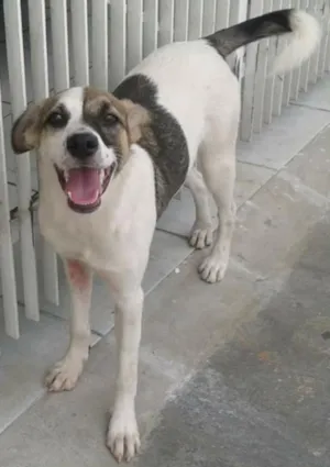 Cachorro raça Vira lata idade 1 ano nome Nao tem