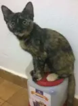 Boris, Lupita, Cleo