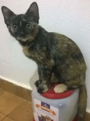 Gato raça SRD idade 2 a 6 meses nome Boris, Lupita, Cleo