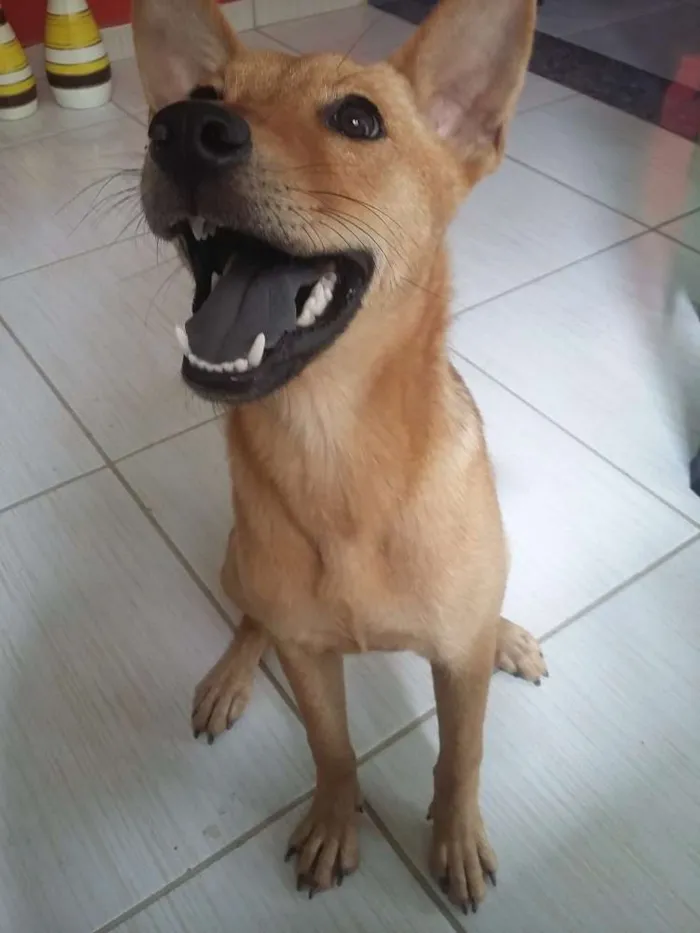 Cachorro raça Chow Chow / SRD idade 2 a 6 meses nome Suzy