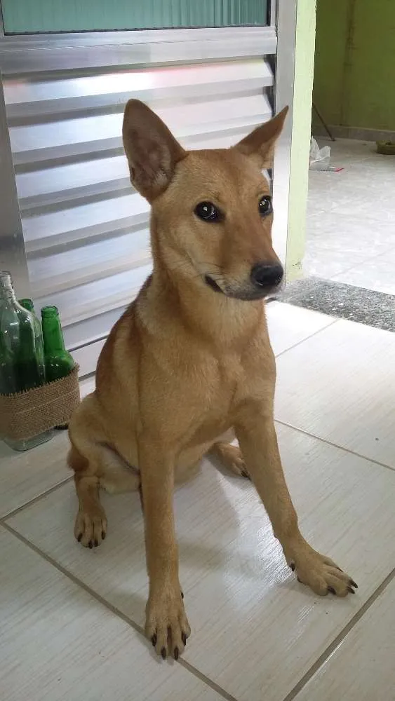 Cachorro raça Chow Chow / SRD idade 2 a 6 meses nome Suzy