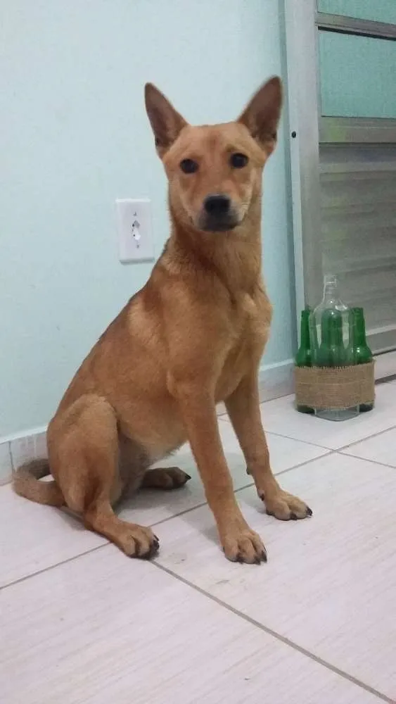 Cachorro raça Chow Chow / SRD idade 2 a 6 meses nome Suzy
