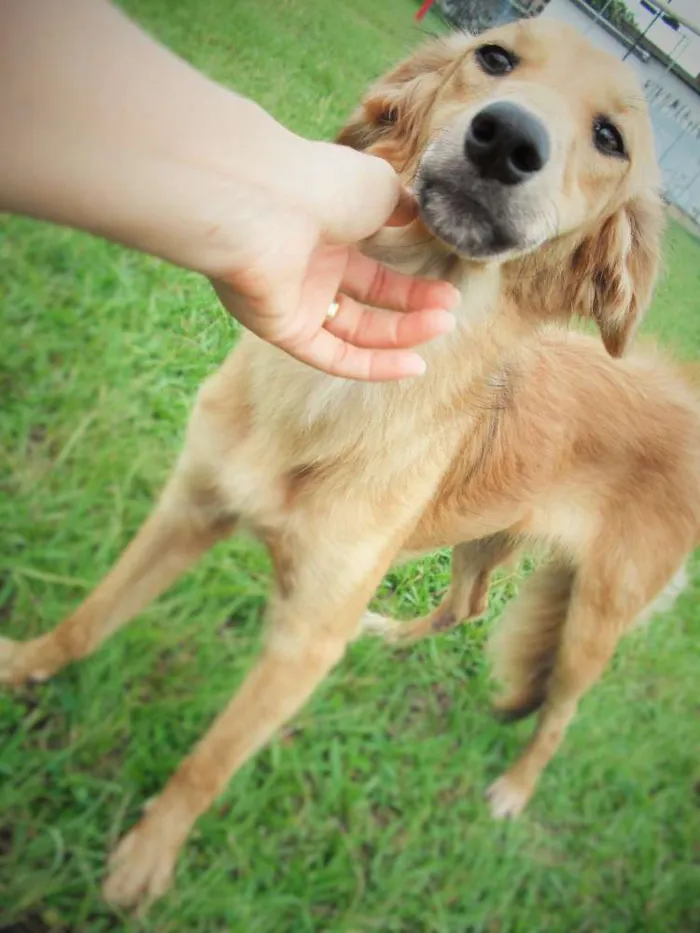 Cachorro ra a SRD idade 7 a 11 meses nome Sem nome