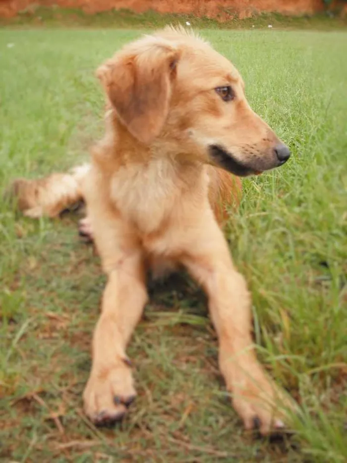 Cachorro ra a SRD idade 7 a 11 meses nome Sem nome