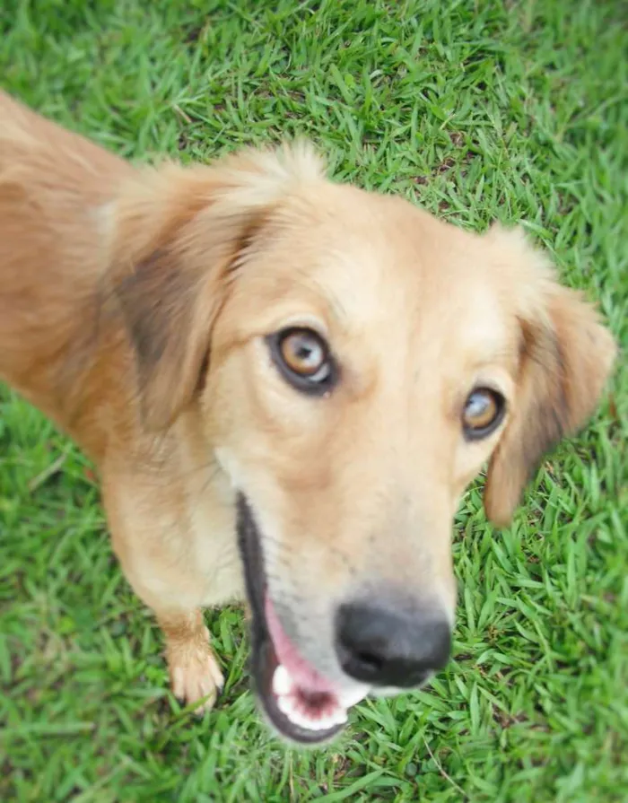 Cachorro ra a SRD idade 7 a 11 meses nome Sem nome