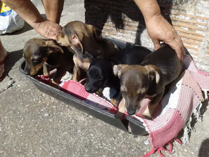 Cachorro raça Basset-Cofap idade 2 a 6 meses nome sem nome