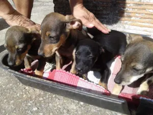 Cachorro raça Basset-Cofap idade 2 a 6 meses nome sem nome