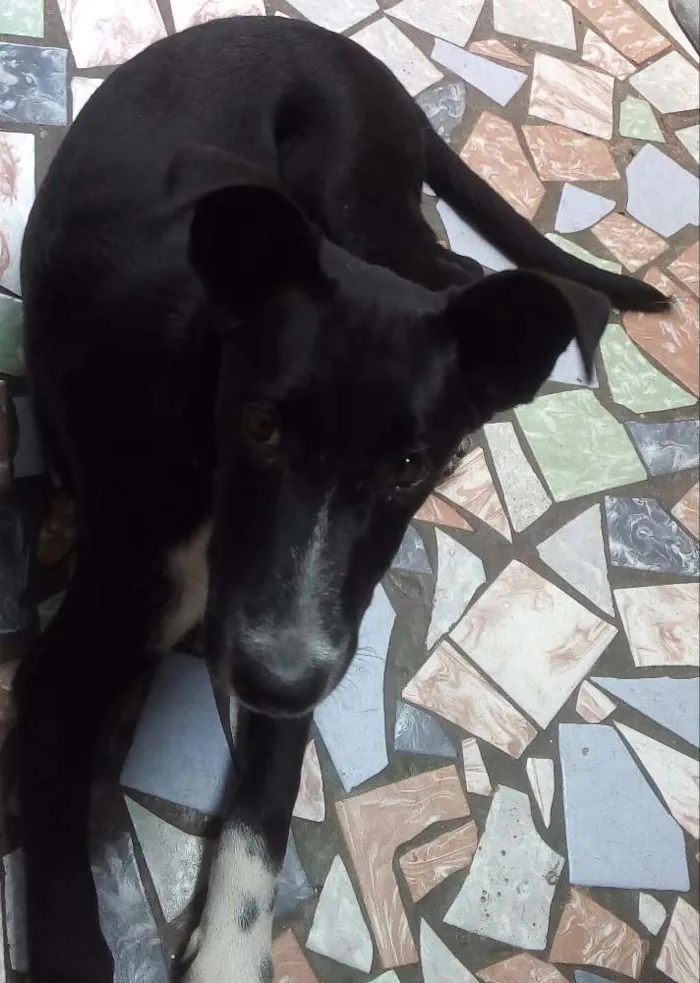 Cachorro ra a SRD idade 2 a 6 meses nome Sofia
