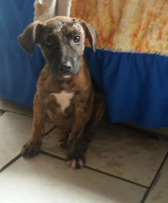 Cachorro ra a SRD idade 2 a 6 meses nome Raposinha