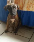 Raposinha
