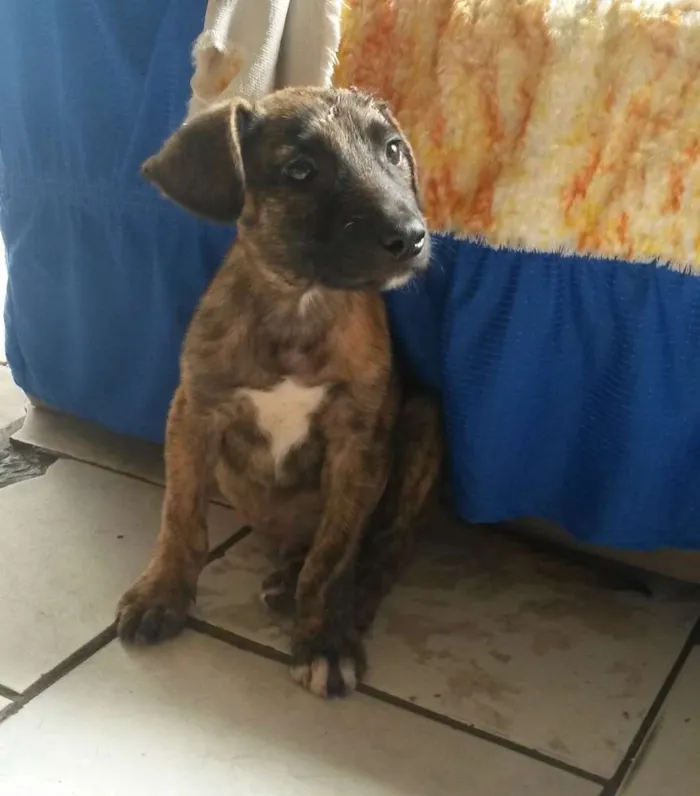 Cachorro ra a SRD idade 2 a 6 meses nome Raposinha