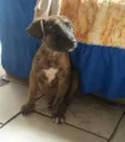 Raposinha