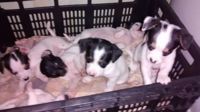 Cachorro raça  idade Abaixo de 2 meses nome filhotes