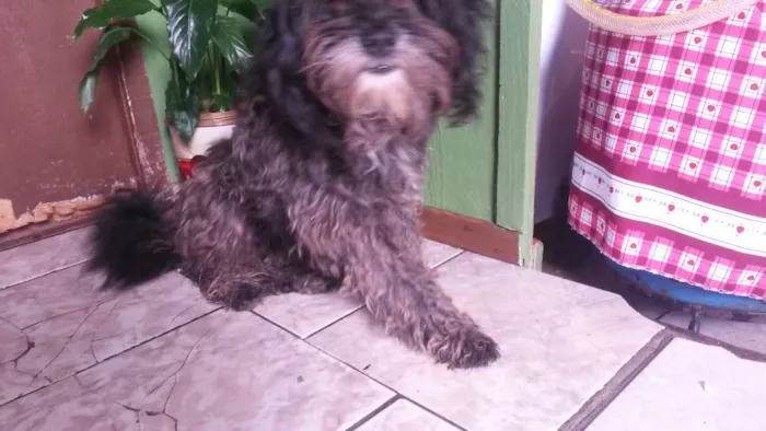 Cachorro ra a Poodle e SRD ( SHARPEI COM SRD) idade 1 ano nome Billy e Neguinha