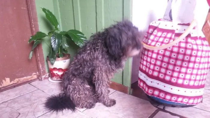 Cachorro ra a Poodle e SRD ( SHARPEI COM SRD) idade 1 ano nome Billy e Neguinha