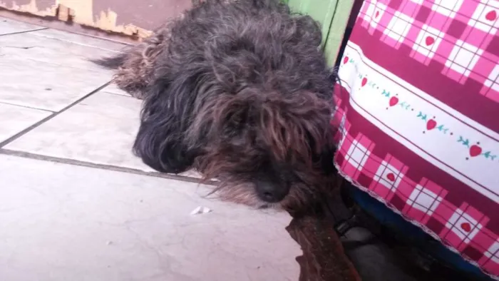 Cachorro ra a Poodle e SRD ( SHARPEI COM SRD) idade 1 ano nome Billy e Neguinha