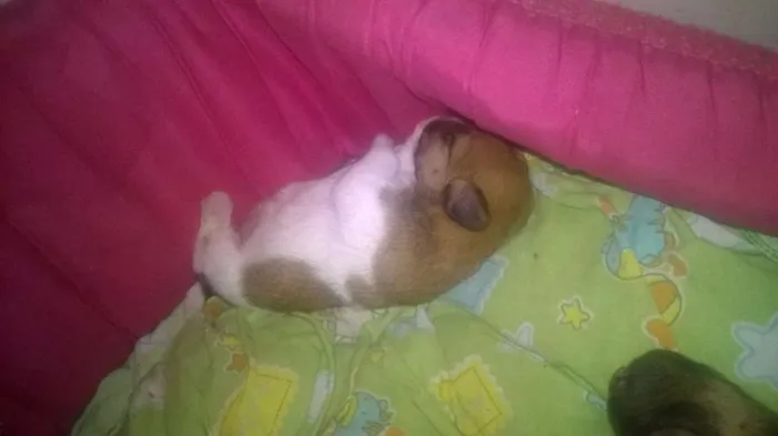 Cachorro ra a SRD idade Abaixo de 2 meses nome lindos filhotes