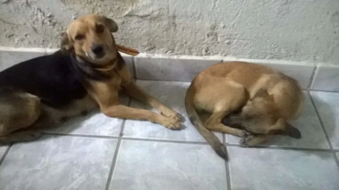 Cachorro ra a SRD idade 2 anos nome preta