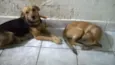 preta