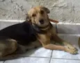 preta
