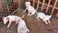 cachorrinhos