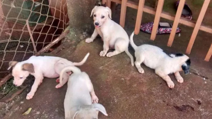Cachorro ra a  idade Abaixo de 2 meses nome cachorrinhos