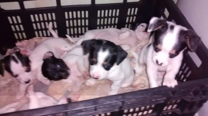 Cachorro ra a  idade Abaixo de 2 meses nome cachorrinhos