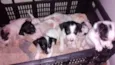 cachorrinhos
