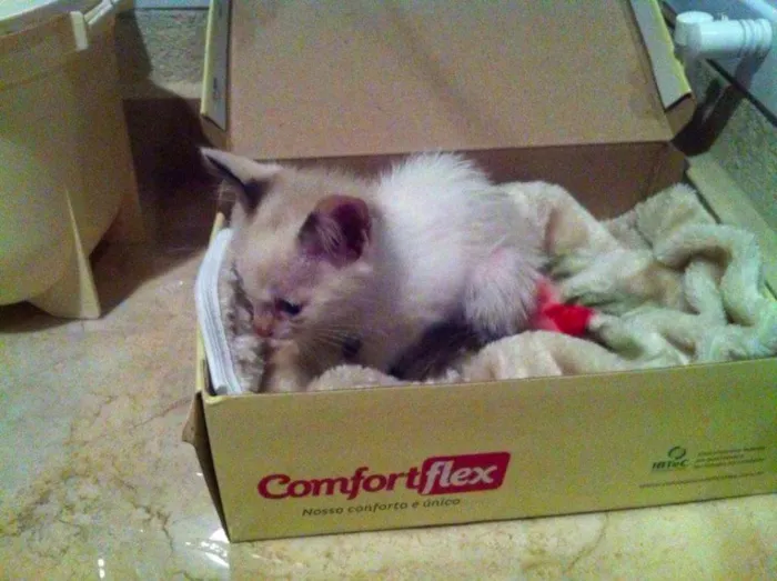 Gato ra a  idade Abaixo de 2 meses nome Snow