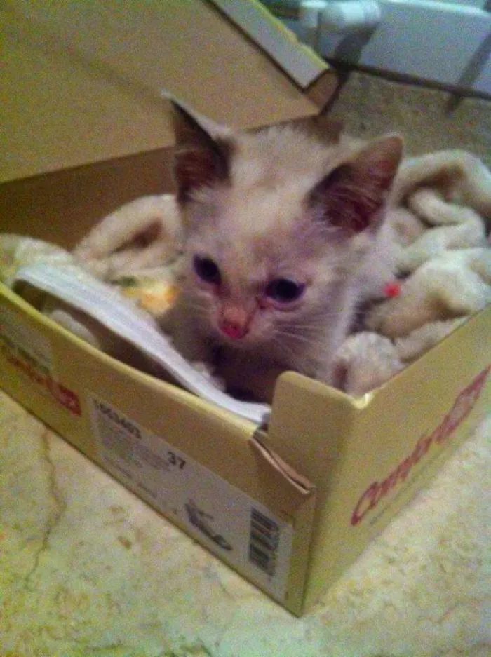 Gato ra a  idade Abaixo de 2 meses nome Snow
