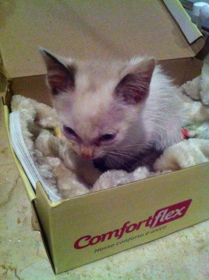 Gato ra a  idade Abaixo de 2 meses nome Snow