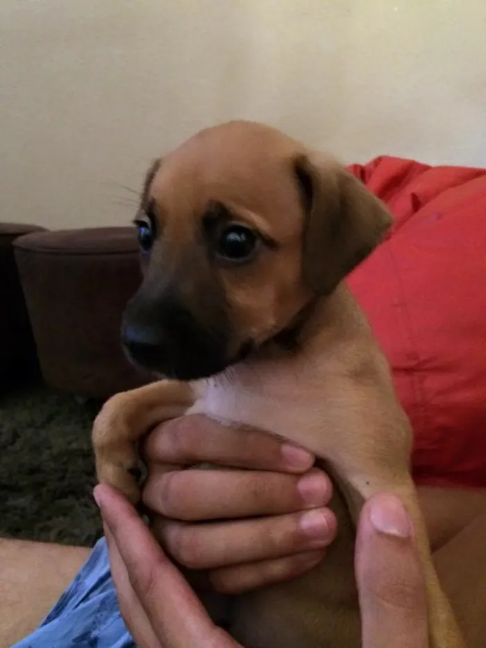 Cachorro ra a  idade Abaixo de 2 meses nome filhote