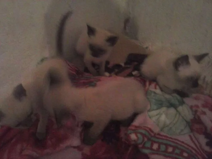 Gato ra a Siamês idade 2 a 6 meses nome não tem