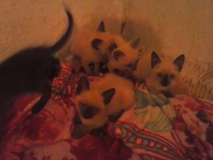 Gato ra a Siamês idade 2 a 6 meses nome não tem