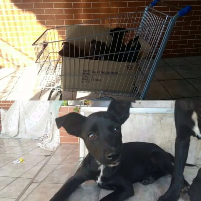 Cachorro ra a SRD idade 2 a 6 meses nome Filhotes