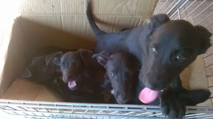 Cachorro ra a SRD idade 2 a 6 meses nome Filhotes