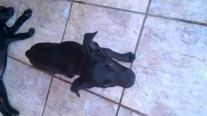 Cachorro ra a SRD idade 2 a 6 meses nome Filhotes