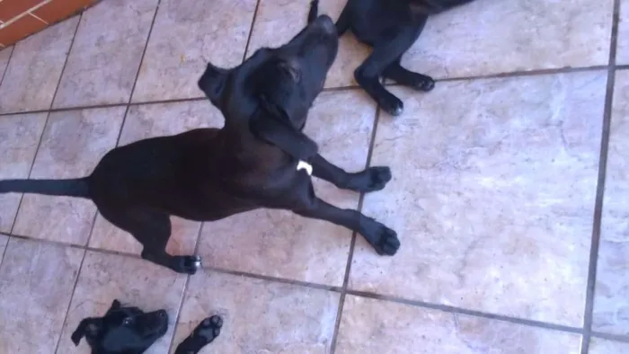 Cachorro ra a SRD idade 2 a 6 meses nome Filhotes