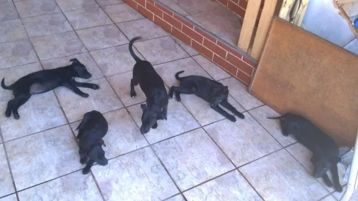 Cachorro ra a SRD idade 2 a 6 meses nome Filhotes