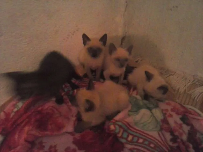 Gato ra a Siamês idade 2 a 6 meses nome não tem
