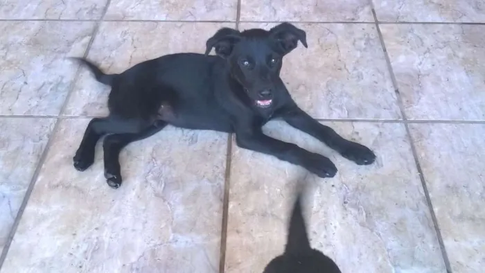Cachorro ra a SRD idade 2 a 6 meses nome Filhotes