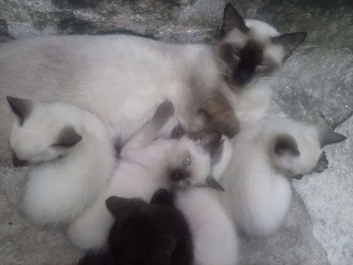 Gato ra a Siamês idade 2 a 6 meses nome não tem