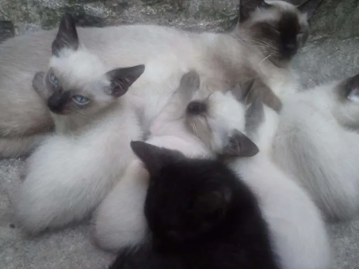 Gato ra a Siamês idade 2 a 6 meses nome não tem