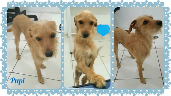 Cachorro ra a SRD idade 1 ano nome Pupi