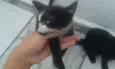 2 Gatinhos