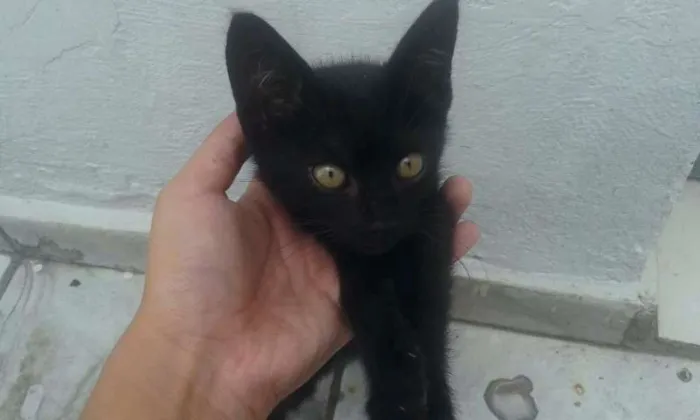 Gato ra a Indefinida idade 2 a 6 meses nome 2 Gatinhos